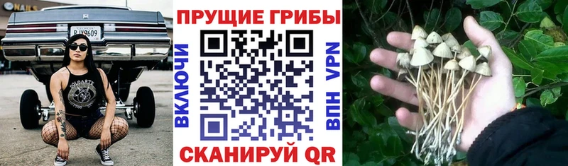 Псилоцибиновые грибы мицелий  как найти закладки  Цимлянск 